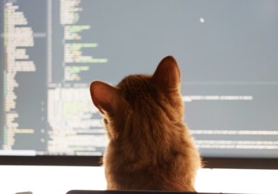 a cat sitting in front of a computer monitor