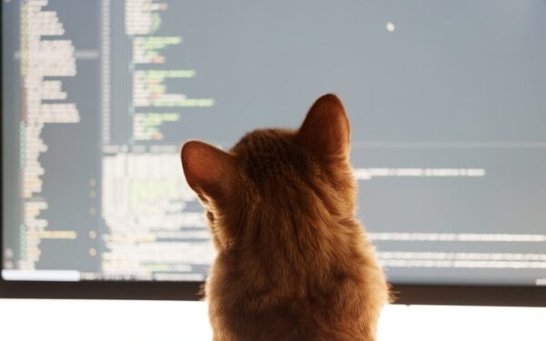 a cat sitting in front of a computer monitor